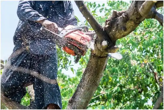 tree services Ramblewood